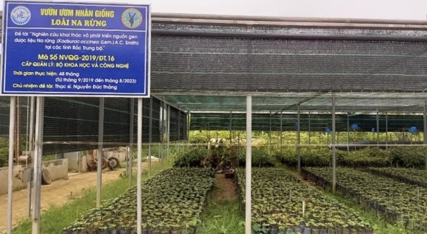Khoa học v&agrave; c&ocirc;ng nghệ mở hướng ph&aacute;t triển dược liệu Na rừng ở miền n&uacute;i- Ảnh 1.