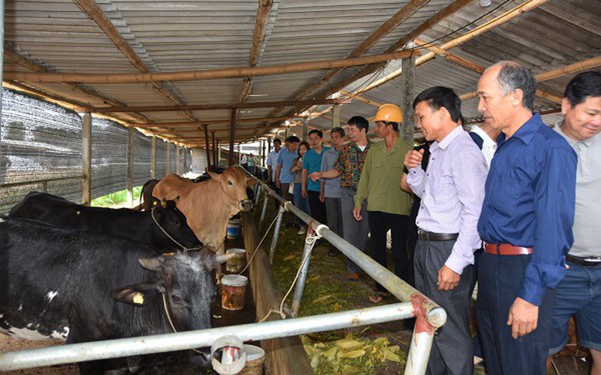 Bò lai BBB mở hướng nâng tầm vóc đàn bò thịt Sơn La
