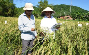 C&ocirc;ng nghệ số mở hướng ph&aacute;t triển kinh tế cho n&ocirc;ng d&acirc;n Quảng Ng&atilde;i- Ảnh 3.