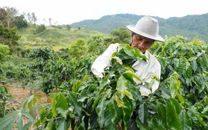 C&ocirc;ng nghệ số mở hướng ph&aacute;t triển kinh tế cho n&ocirc;ng d&acirc;n Quảng Ng&atilde;i- Ảnh 5.