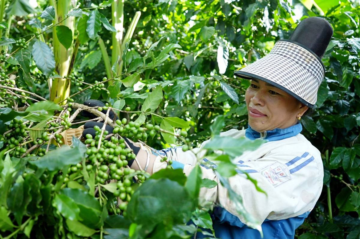 Khoa học v&agrave; c&ocirc;ng nghệ n&acirc;ng gi&aacute; trị c&agrave; ph&ecirc; Sơn La- Ảnh 3.