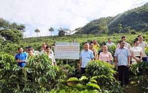 B&ograve; lai BBB mở hướng n&acirc;ng tầm v&oacute;c đ&agrave;n b&ograve; thịt Sơn La- Ảnh 3.